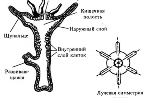 Kraken ссылка актуальная москва