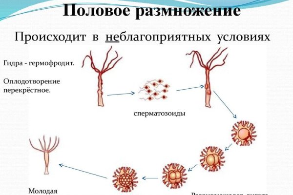 Сайт вместо гидры
