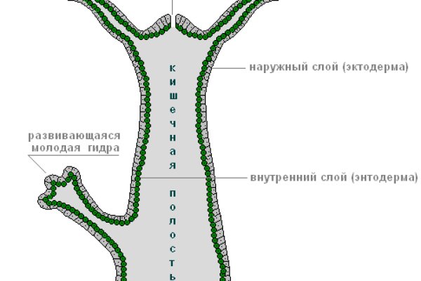 Ссылка на кракена для тора
